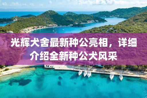 光輝犬舍最新種公亮相，詳細(xì)介紹全新種公犬風(fēng)采