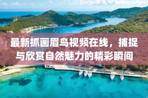 最新抓畫眉鳥視頻在線，捕捉與欣賞自然魅力的精彩瞬間