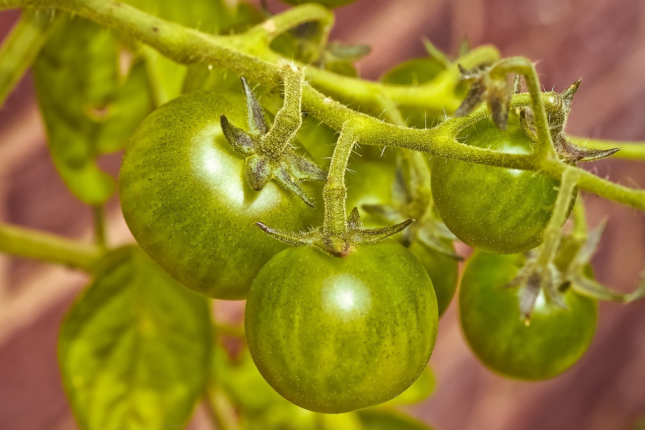橋西蔬菜最新價(jià)格概覽，最新蔬菜價(jià)格信息一網(wǎng)打盡！