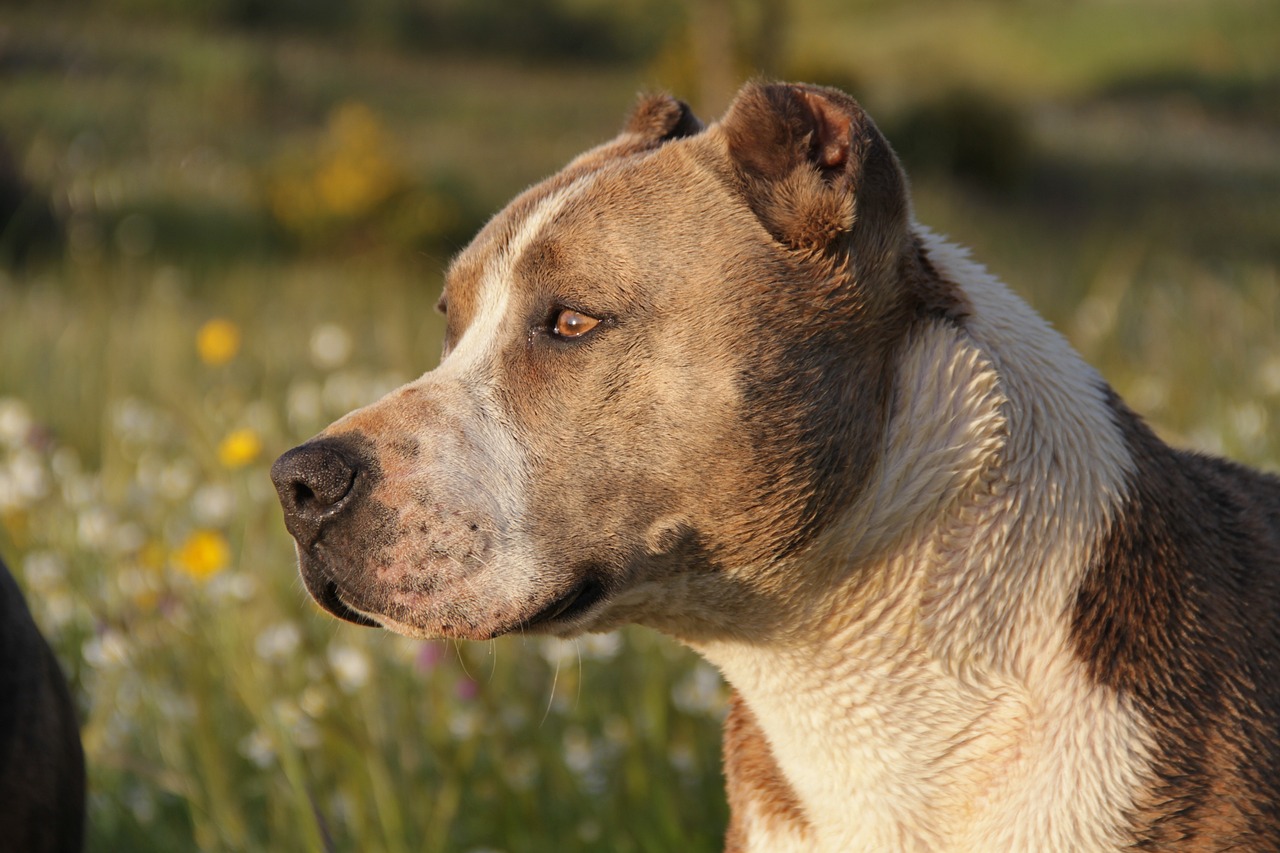 最新比特犬戰(zhàn)犬完美組合，品質(zhì)、性能與價(jià)值并存出售